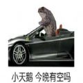 小天鹅今晚有空吗癞蛤蟆表情包 v1.0
