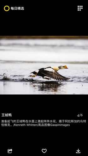 国家地理app下载安装-国家地理安卓版 运行截图3