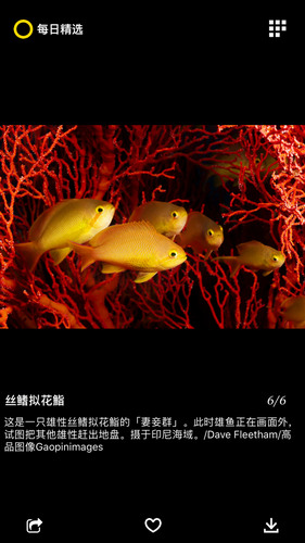 国家地理app高清壁纸